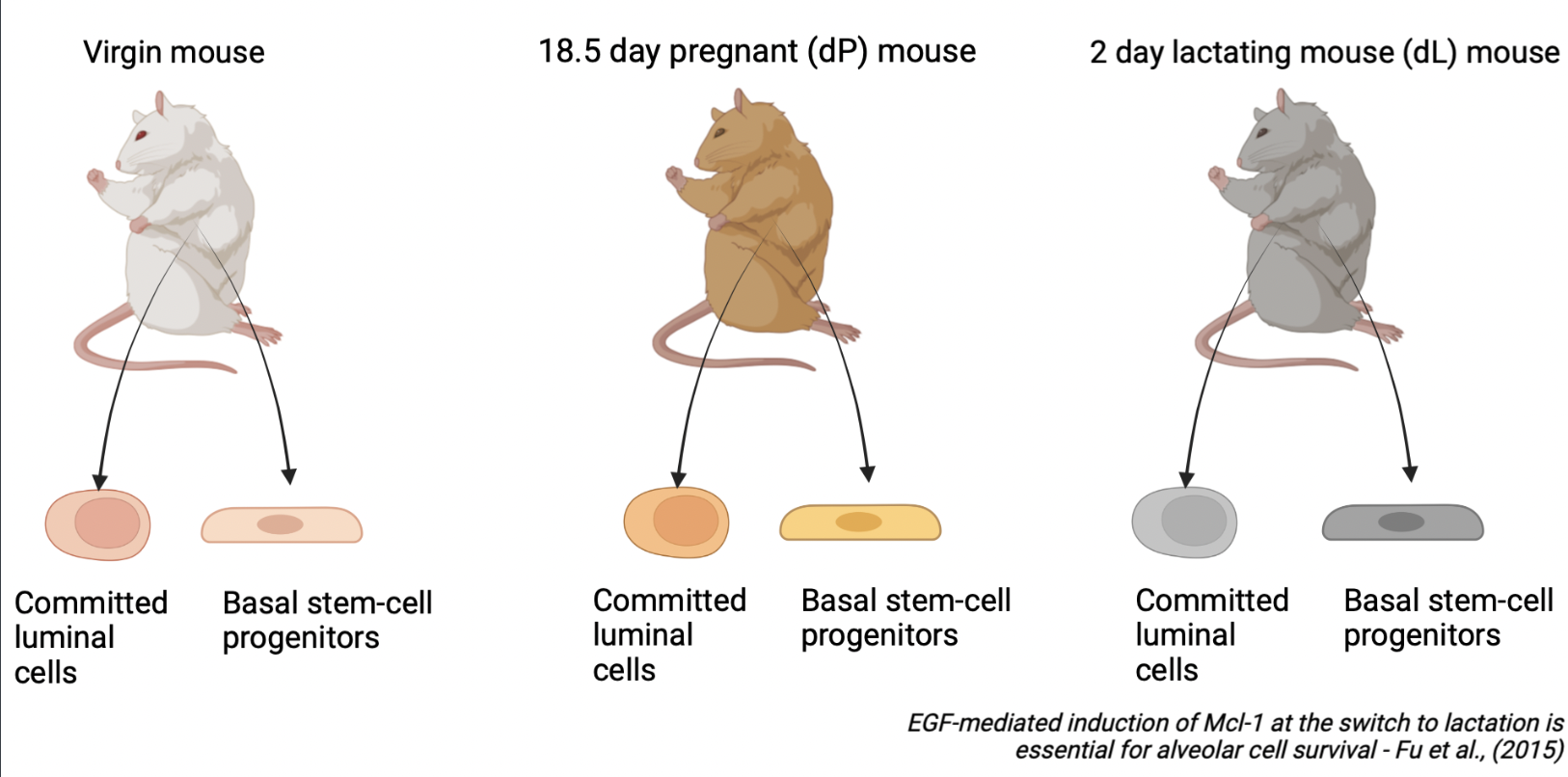 Summary of experimental design for Fu et al., (2015) \label{exptDesign}